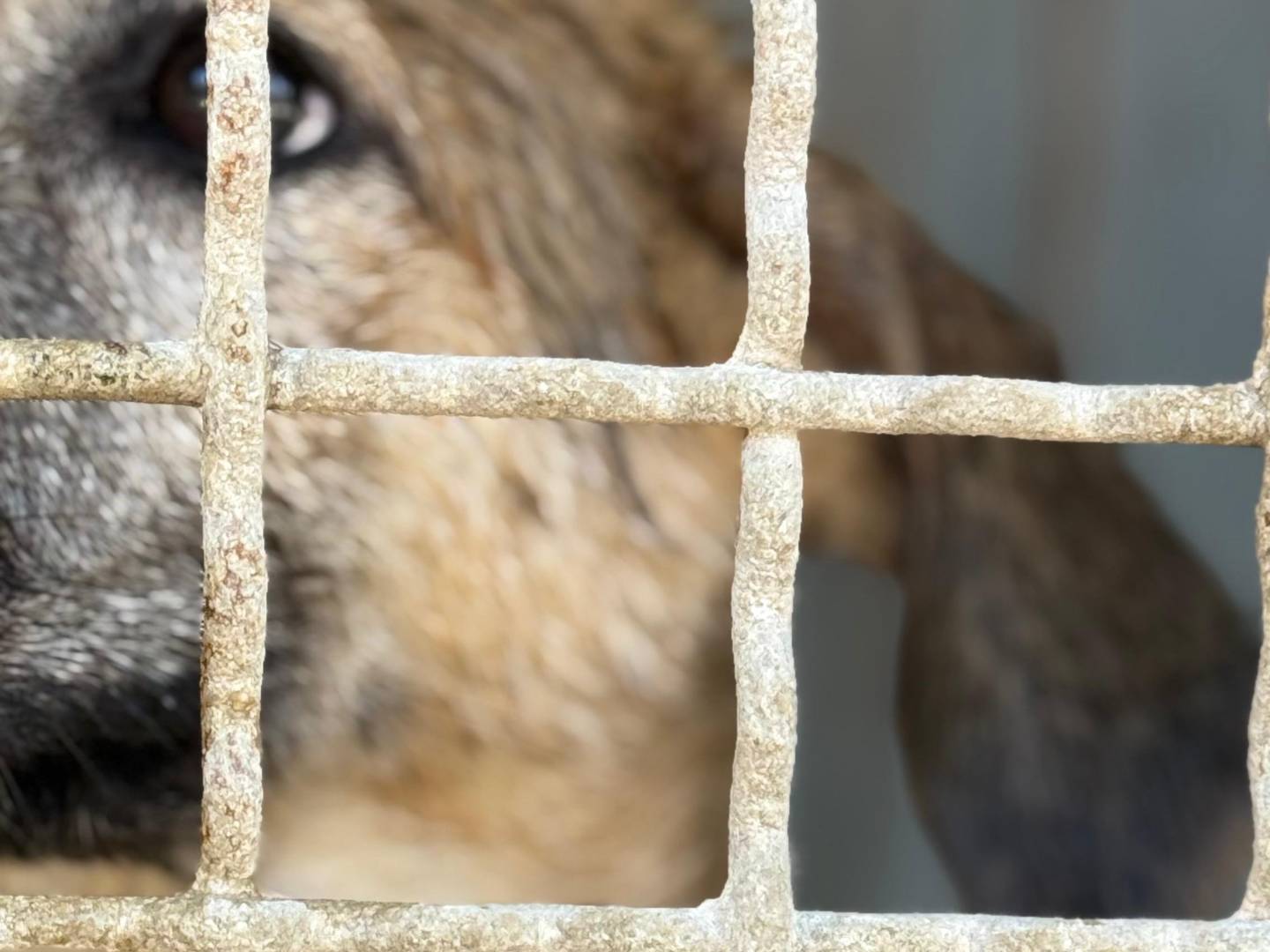 Vuoi adottare un cane a Trapani?