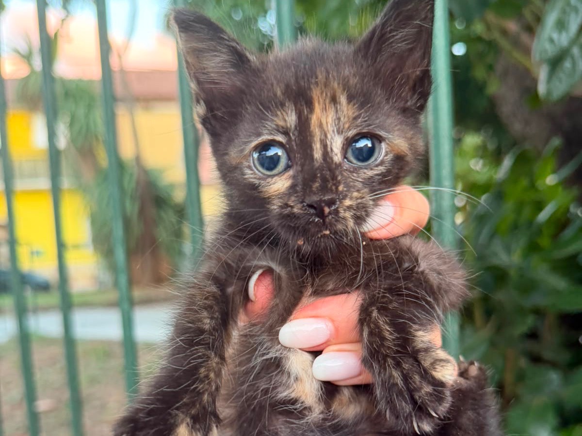 Adozione cane, femmina, Razza sconosciuta Razza sconosciuta, 1 mese, taglia piccola, Avellino