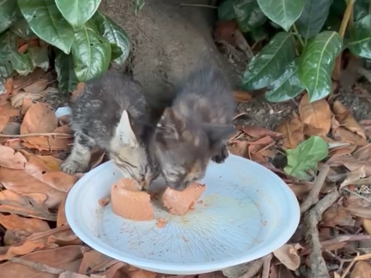Adotta un cane, femmina, 1 mese, Avellino
