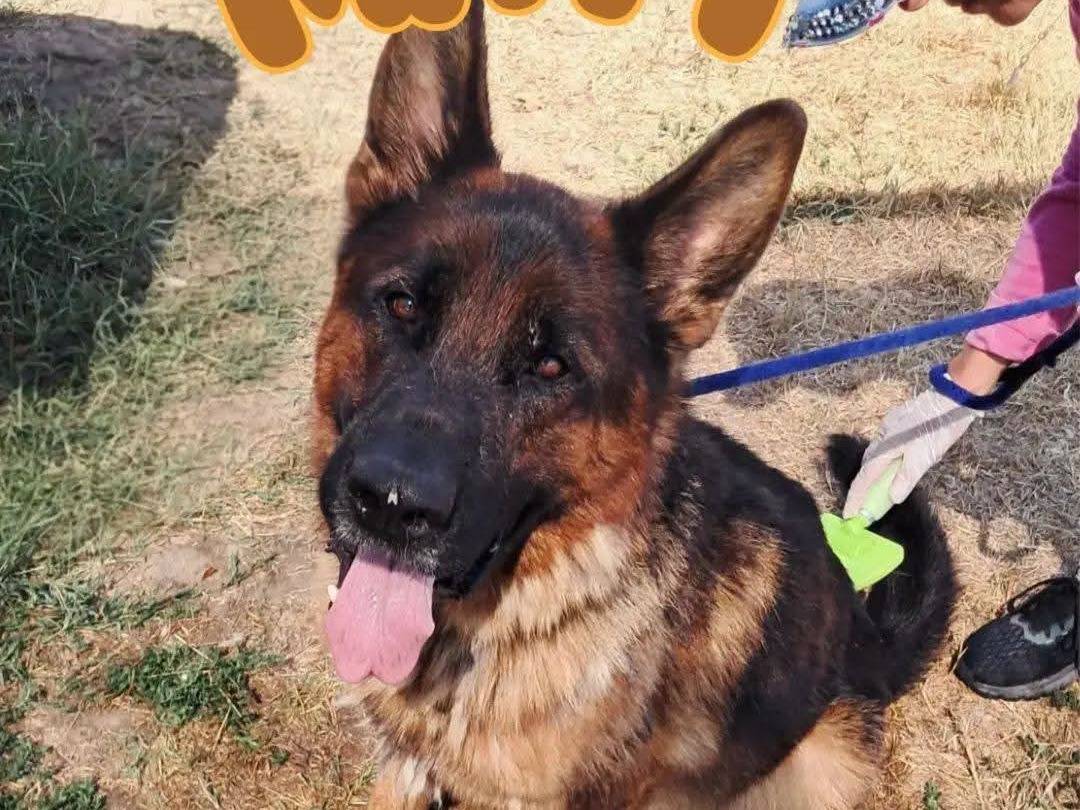 Adozione cane, maschio, Pastore tedesco Razza sconosciuta, 3 anni e 11 mesi, taglia grande, Latina
