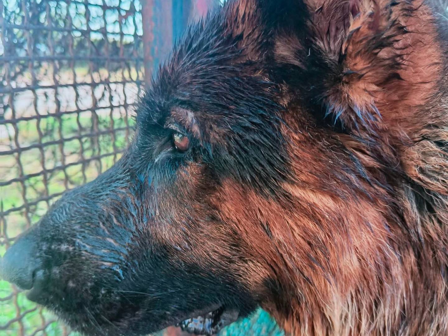 Adotta un cane, maschio, 3 anni e 11 mesi, Latina