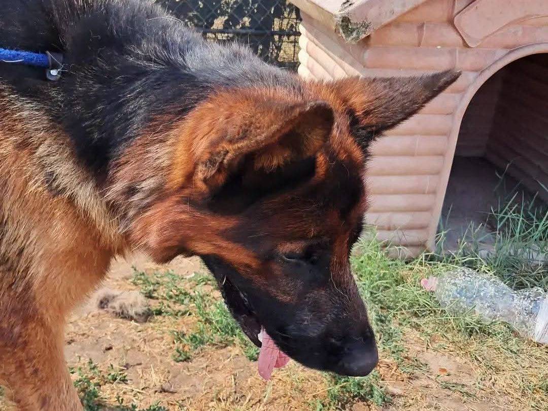 Adotta un cane, taglia grande, maschio, Latina