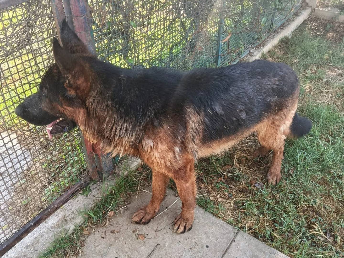 Vuoi adottare un cane a Latina?