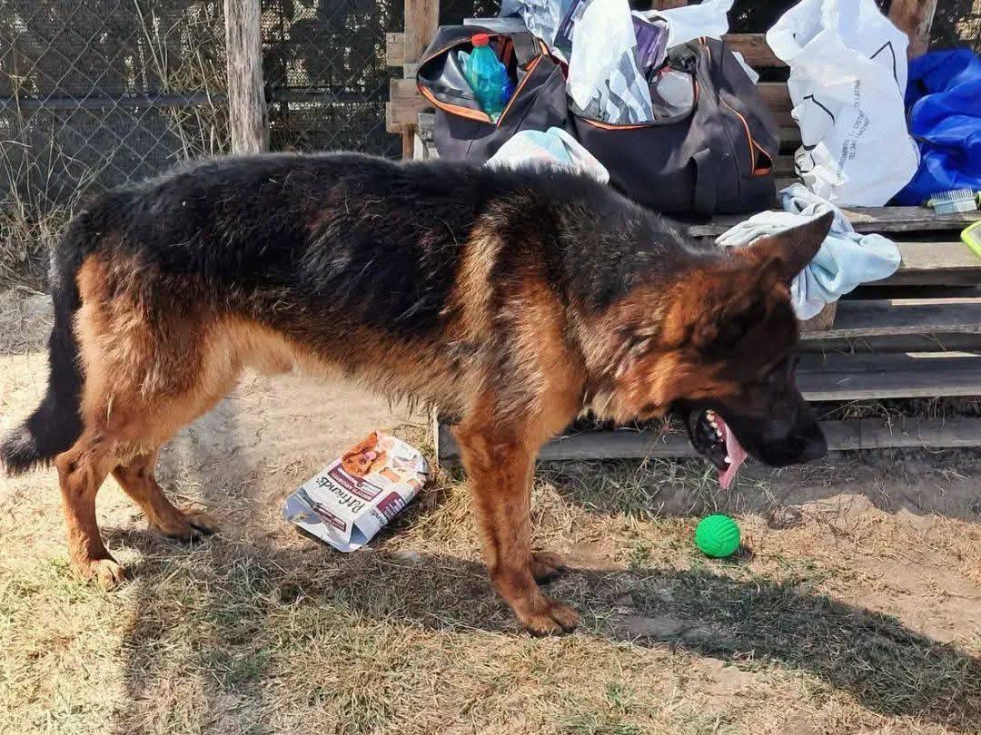 Adotta il cane Matt a Latina