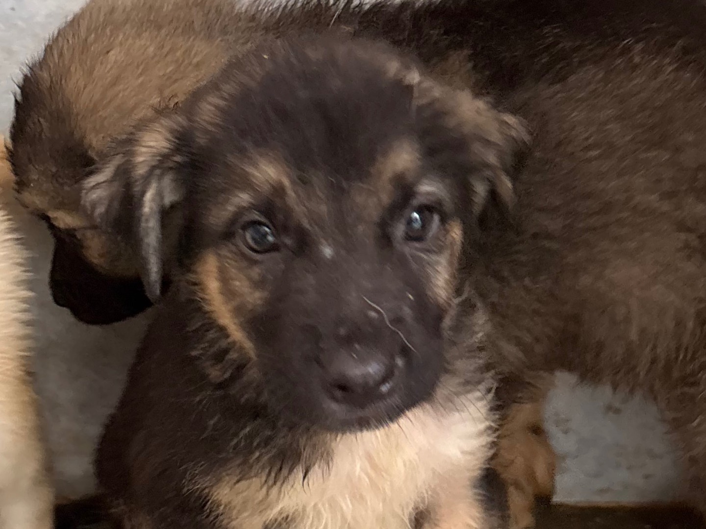 Adotta un cane, maschio, 1 mese, Taranto