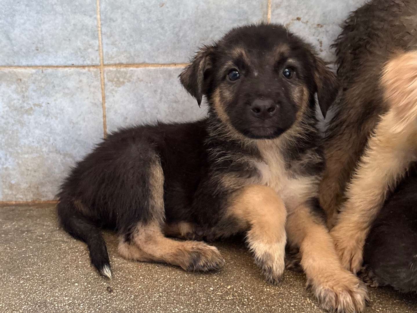 Adozione cane, maschio, Razza sconosciuta Razza sconosciuta, 1 mese, taglia media, Taranto