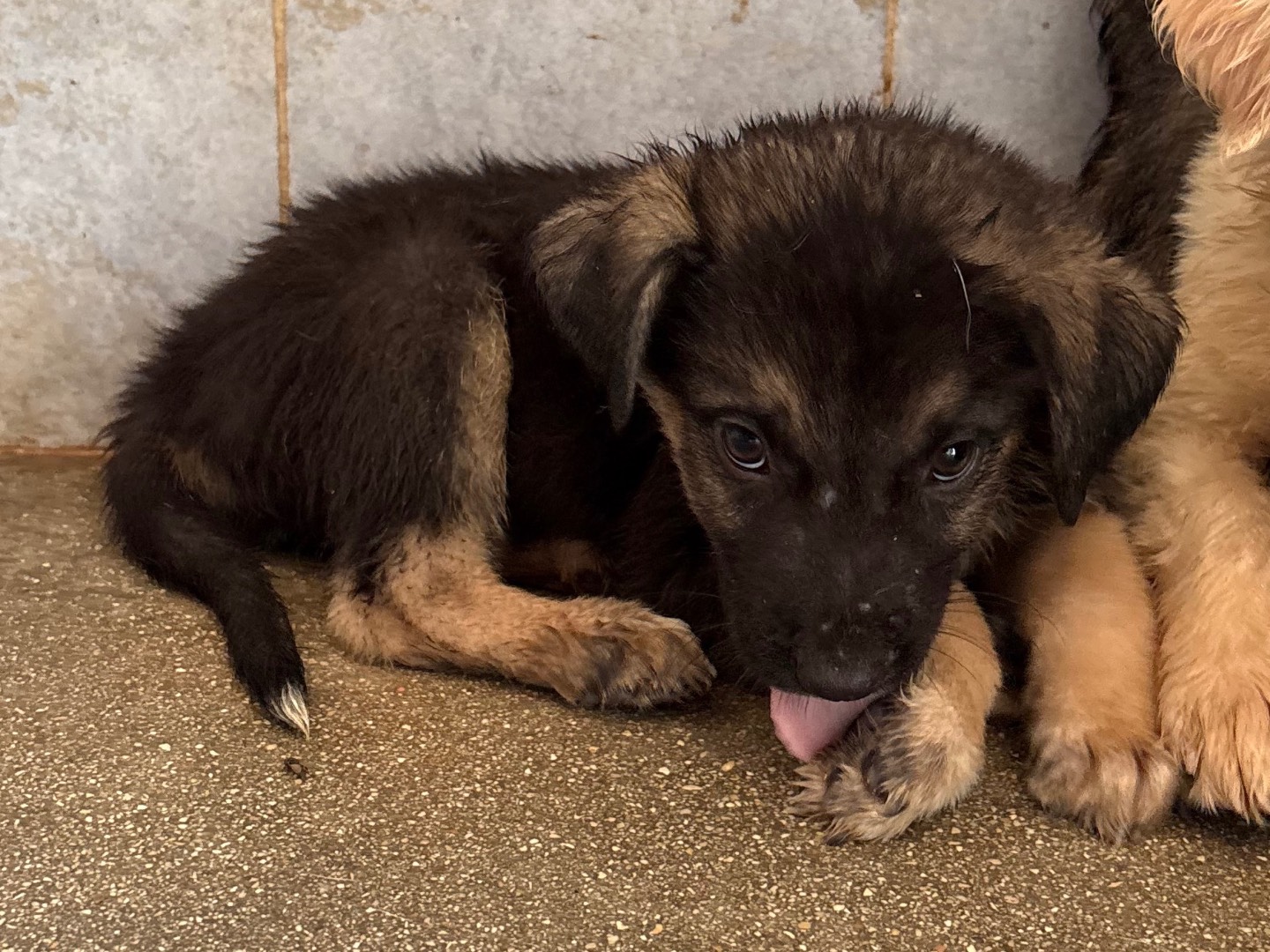 Adotta un cane, taglia media, maschio, Taranto