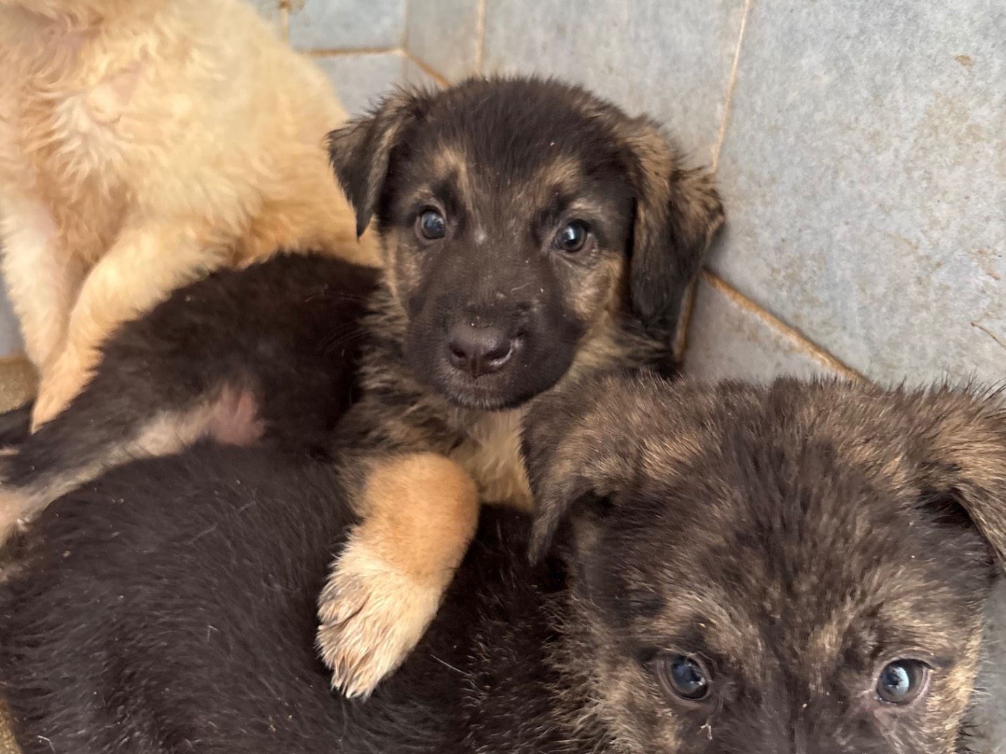 Vuoi adottare un cane a Taranto?