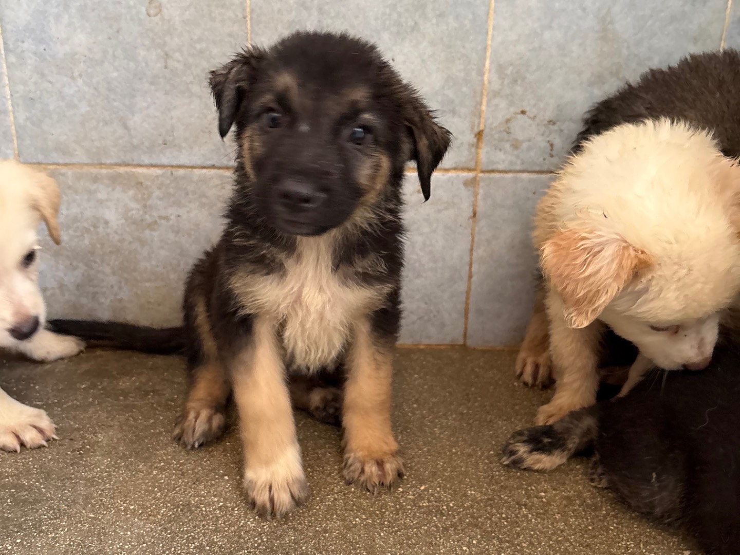 Adotta il cane Nettuno a Taranto