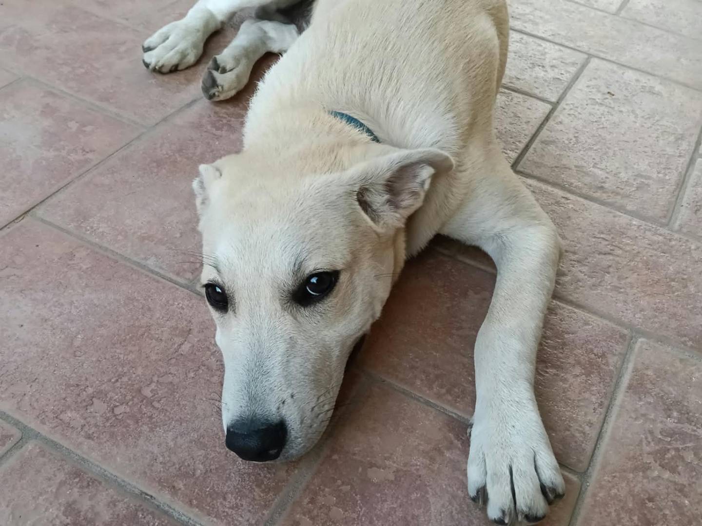Adozione cane, maschio, Razza sconosciuta Razza sconosciuta, 5 mesi, taglia media, Bologna