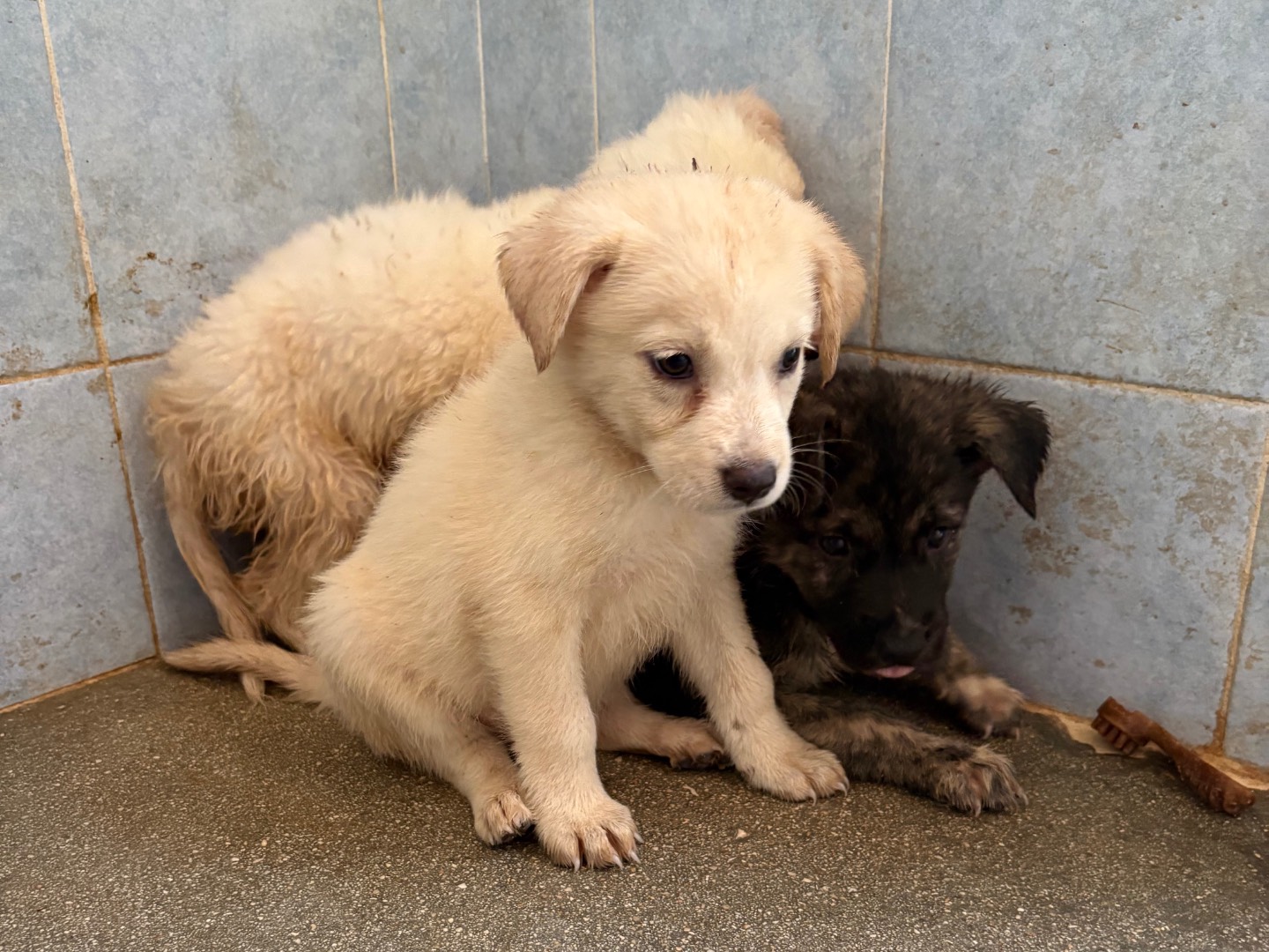 Adotta un cane, femmina, 1 anno e 1 mese, Taranto