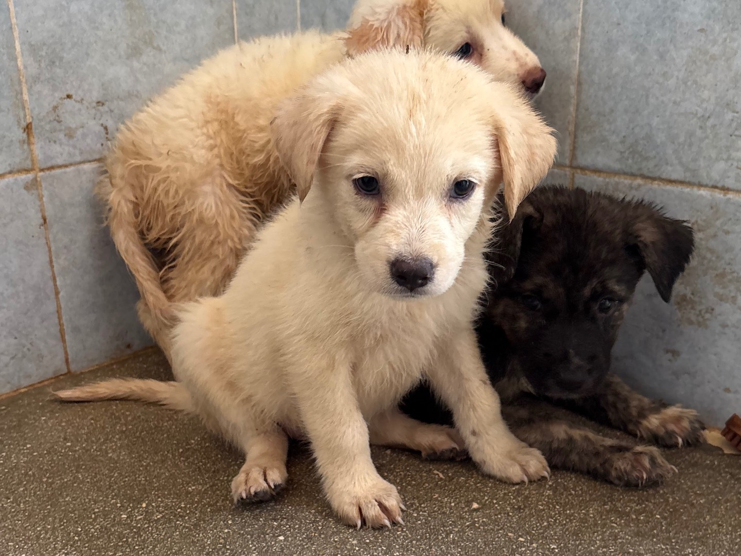 Adozione cane, femmina, Razza sconosciuta Razza sconosciuta, 1 anno e 1 mese, taglia media, Taranto