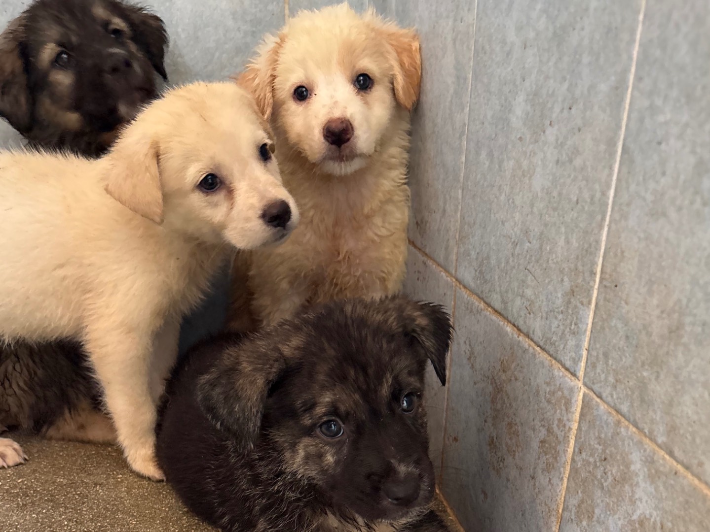 Adotta un cane, taglia media, femmina, Taranto