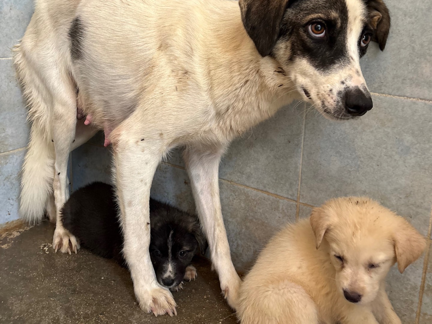 Vuoi adottare un cane a Taranto?