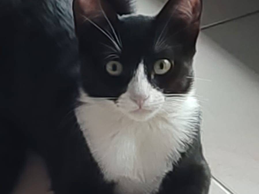 Adozione gatto, femmina, Razza sconosciuta Razza sconosciuta, 4 mesi, taglia non valida, Milano