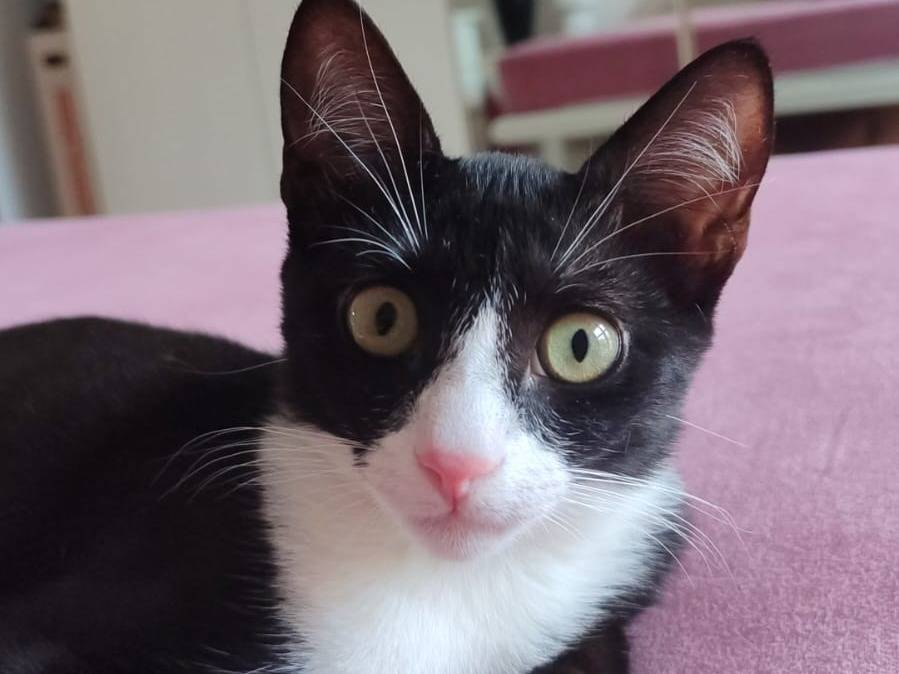Adotta un gatto, femmina, 4 mesi, Milano