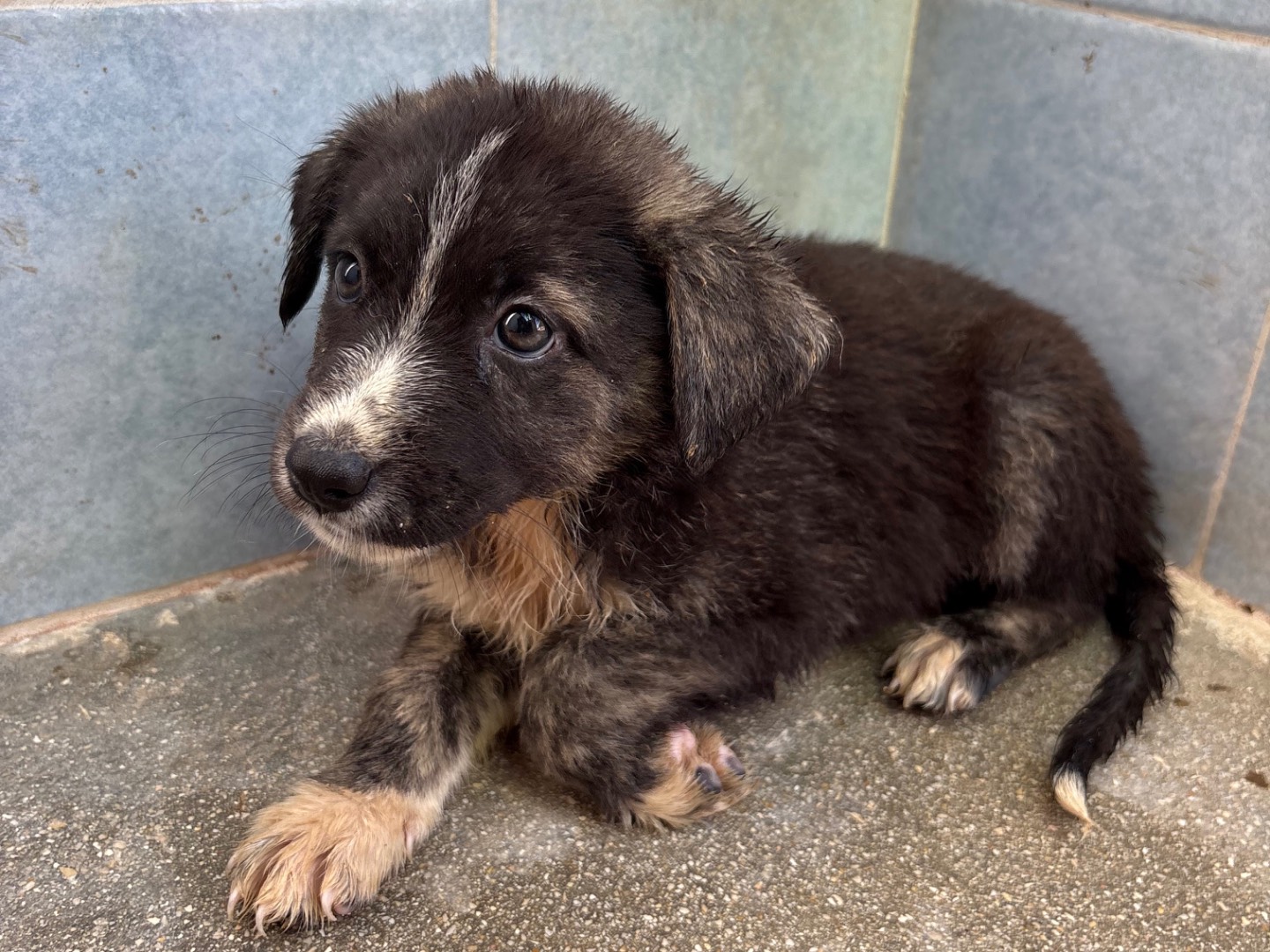 Adozione cane, femmina, Razza sconosciuta Razza sconosciuta, 1 mese, taglia media, Taranto