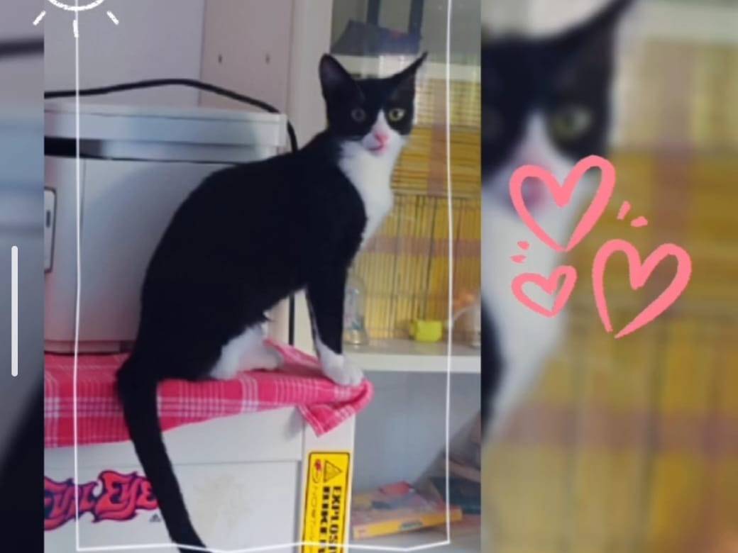 Adotta un gatto, taglia non valida, femmina, Milano