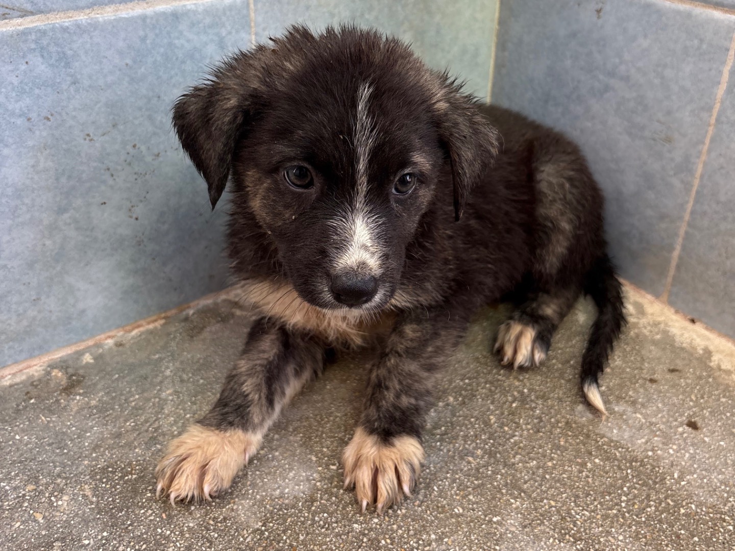 Adotta un cane, femmina, 1 mese, Taranto