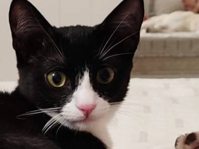 Vuoi adottare un gatto a Milano?