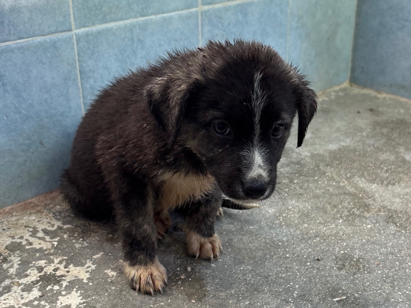 Adotta un cane, taglia media, femmina, Taranto