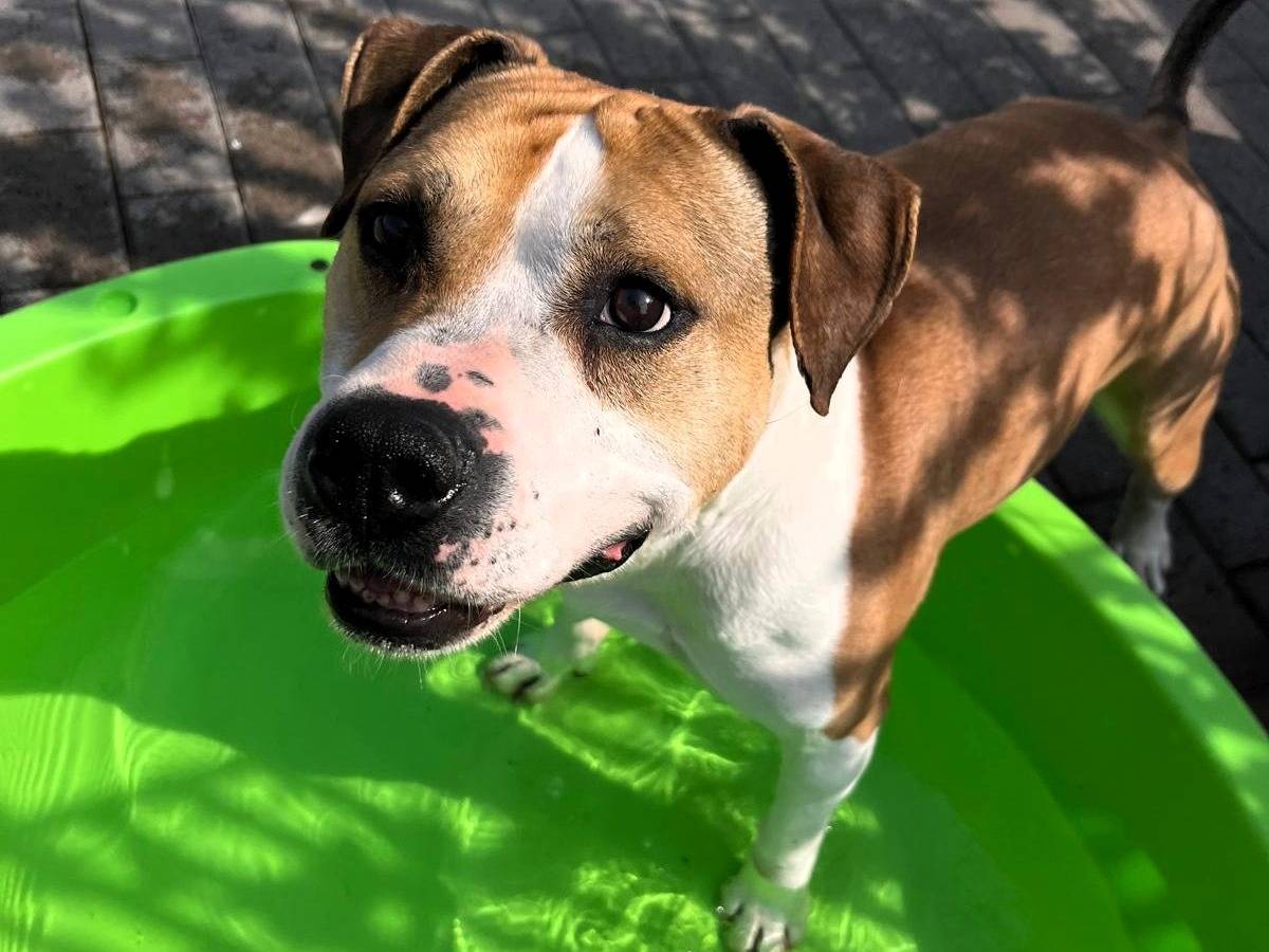 Adozione cane, maschio, Razza sconosciuta Razza sconosciuta, 7 anni e 5 mesi, taglia media, Milano