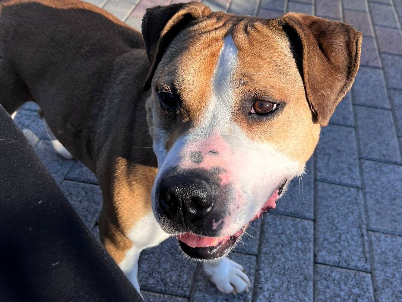 Adotta un cane, maschio, 7 anni e 5 mesi, Milano