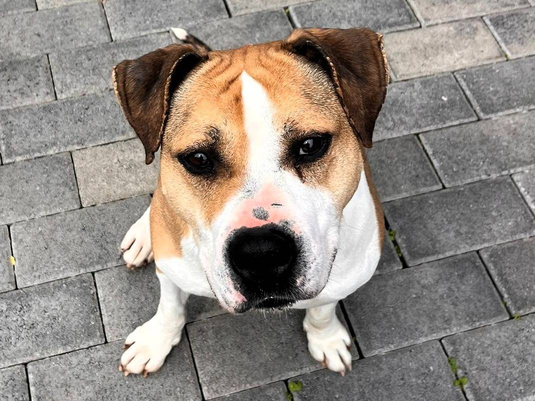 Adotta un cane, taglia media, maschio, Milano