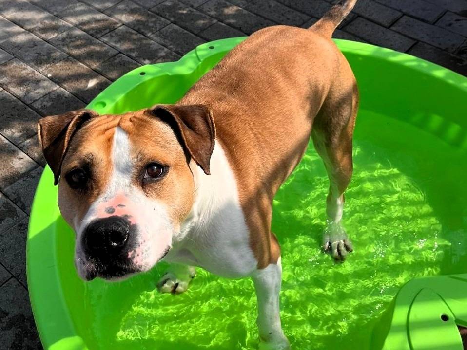 Vuoi adottare un cane a Milano?