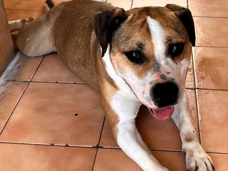 Adotta il cane GOLD a Milano