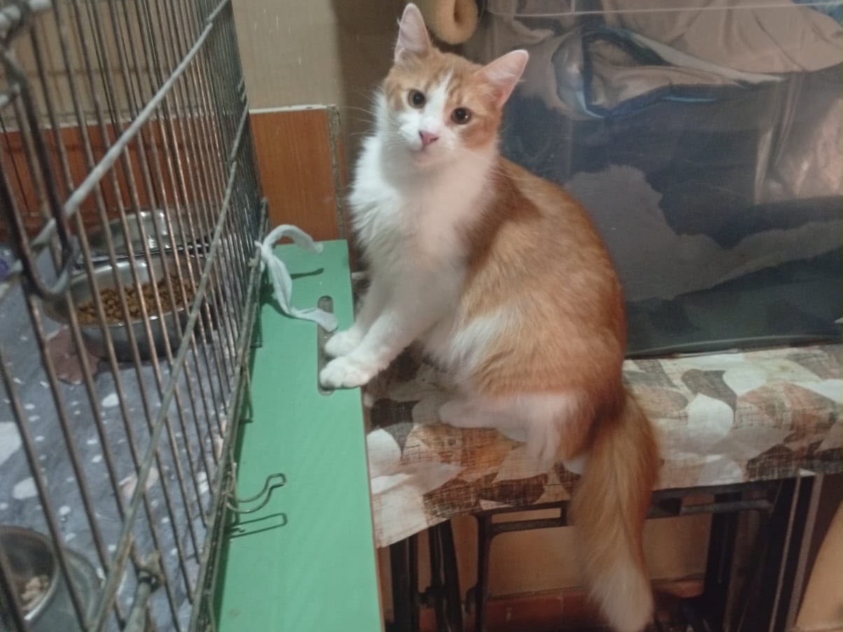 Adozione gatto, femmina, Razza sconosciuta Razza sconosciuta, 7 mesi, taglia non valida, Napoli