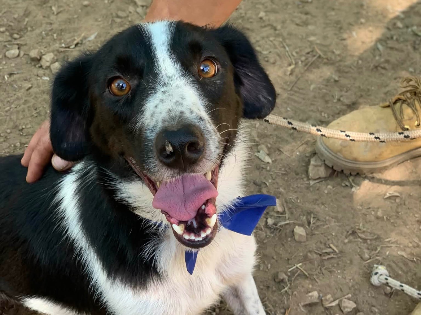 Adotta un cane, maschio, 4 anni e 5 mesi, Latina