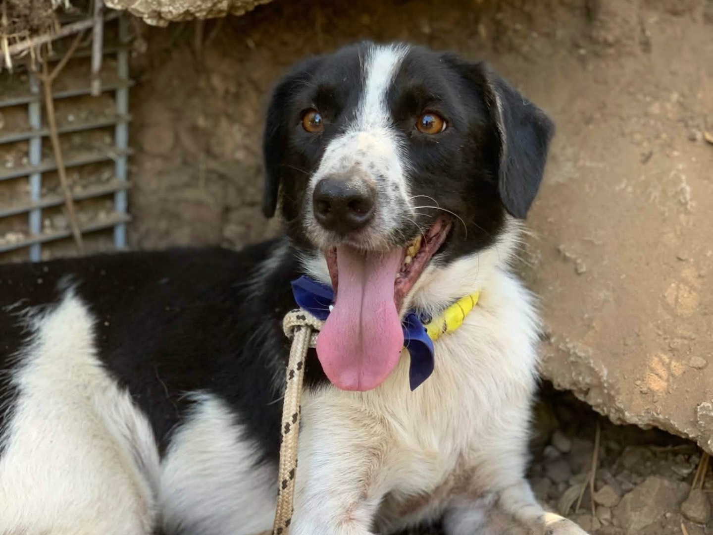 Adotta un cane, taglia media contenuta, maschio, Latina