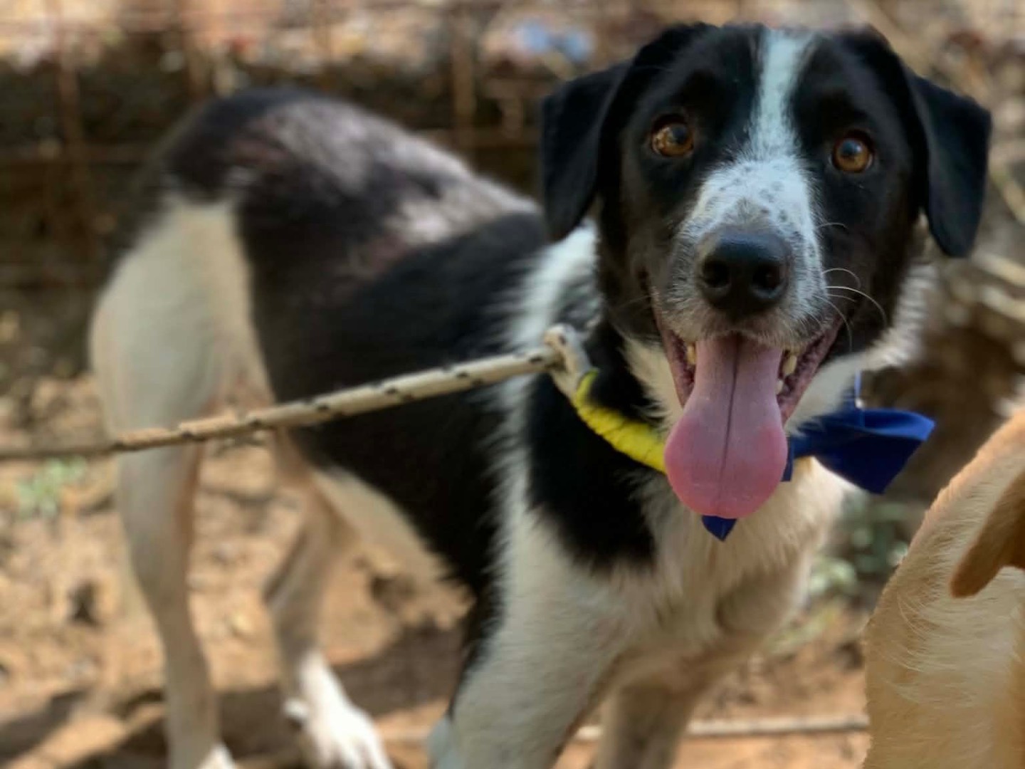 Adotta il cane Tom a Latina