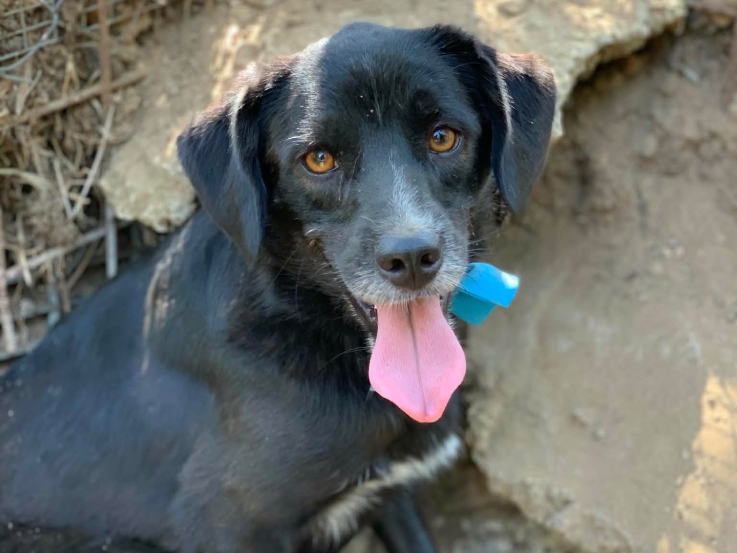 Adotta un cane, maschio, 4 anni e 7 mesi, Latina