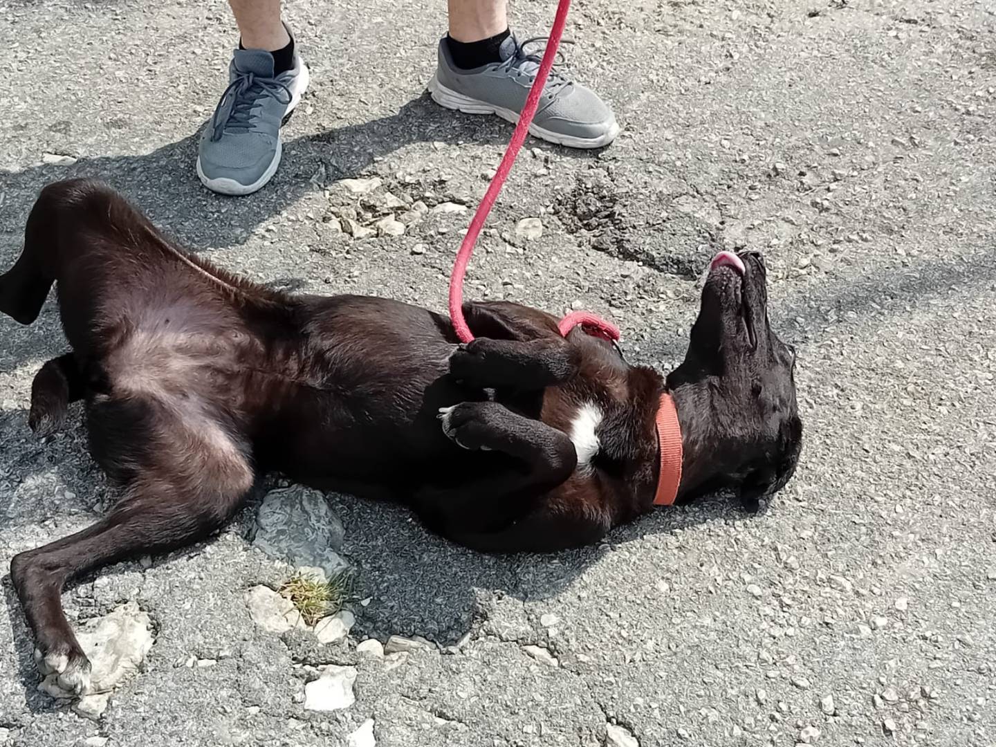 Vuoi adottare un cane a Milano?