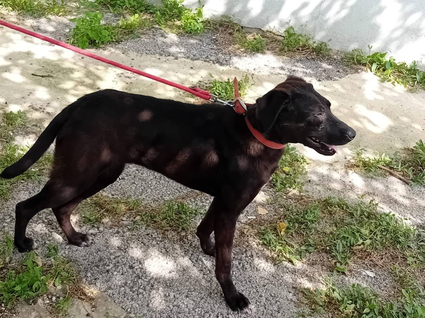 Adotta il cane Lucy a Milano