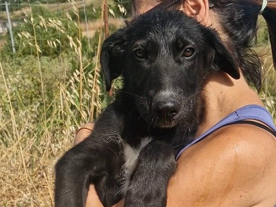 Adozione cane, maschio, Razza sconosciuta Razza sconosciuta, 3 mesi, taglia media, Palermo