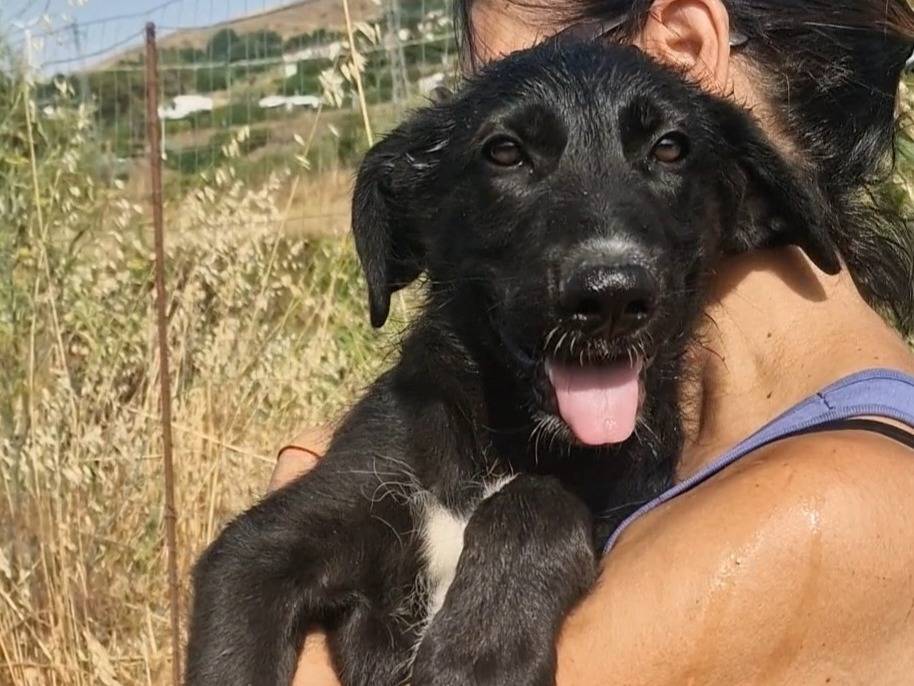 Adotta un cane, maschio, 3 mesi, Palermo