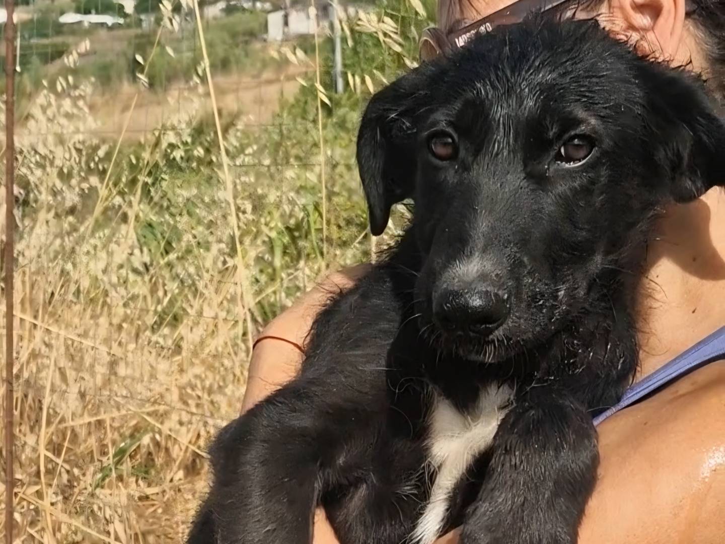 Adotta un cane, taglia media, maschio, Palermo
