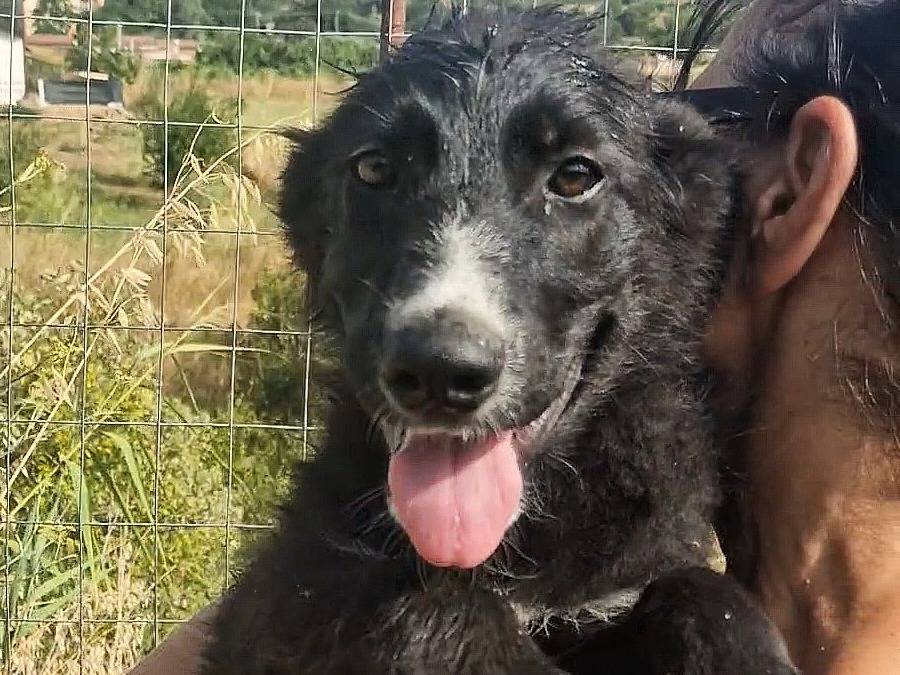 Adozione cane, maschio, Razza sconosciuta Razza sconosciuta, 3 mesi, taglia media, Palermo
