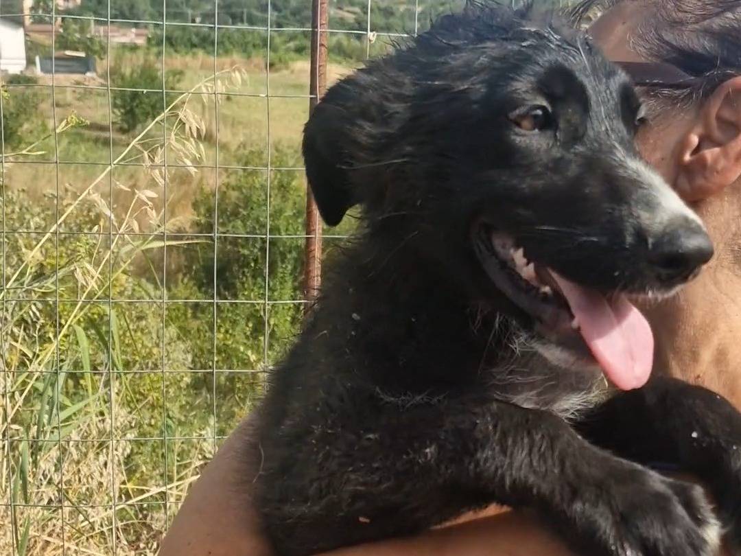 Adotta un cane, maschio, 3 mesi, Palermo