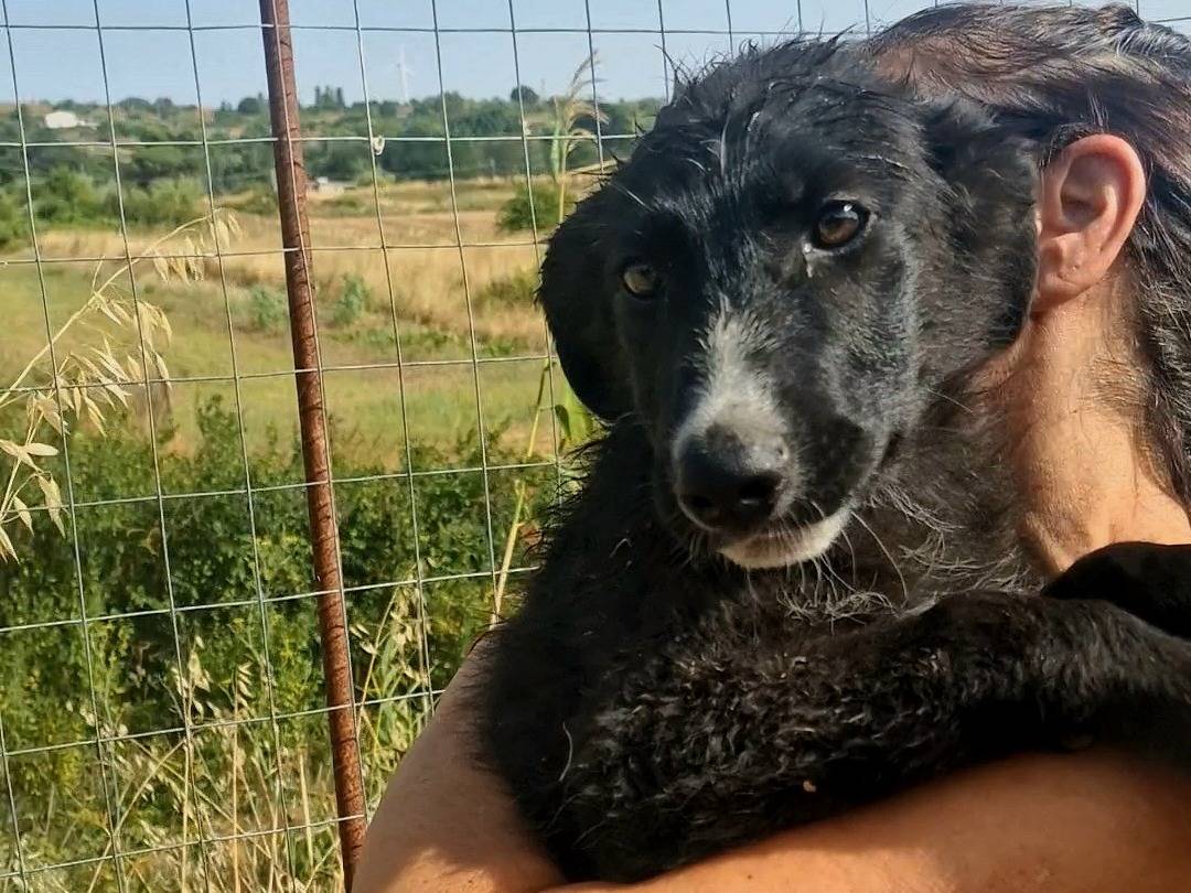 Adotta un cane, taglia media, maschio, Palermo