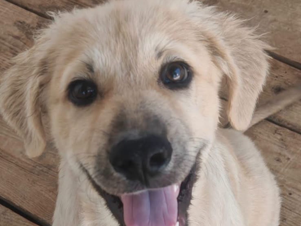 Vuoi adottare un cane a Caserta?