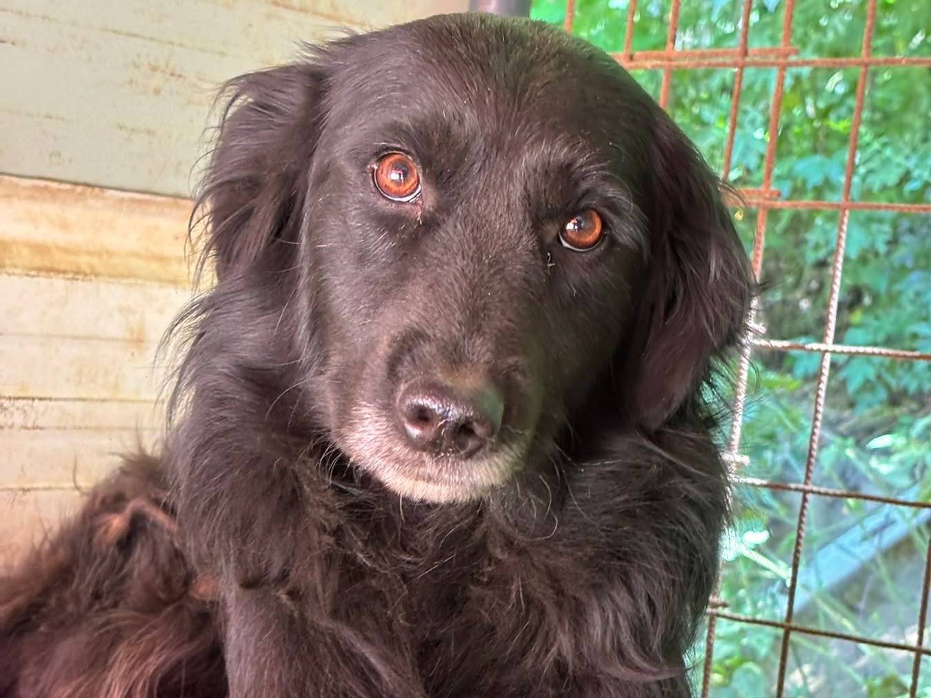 Adotta un cane, femmina, 2 anni e 11 mesi, Firenze