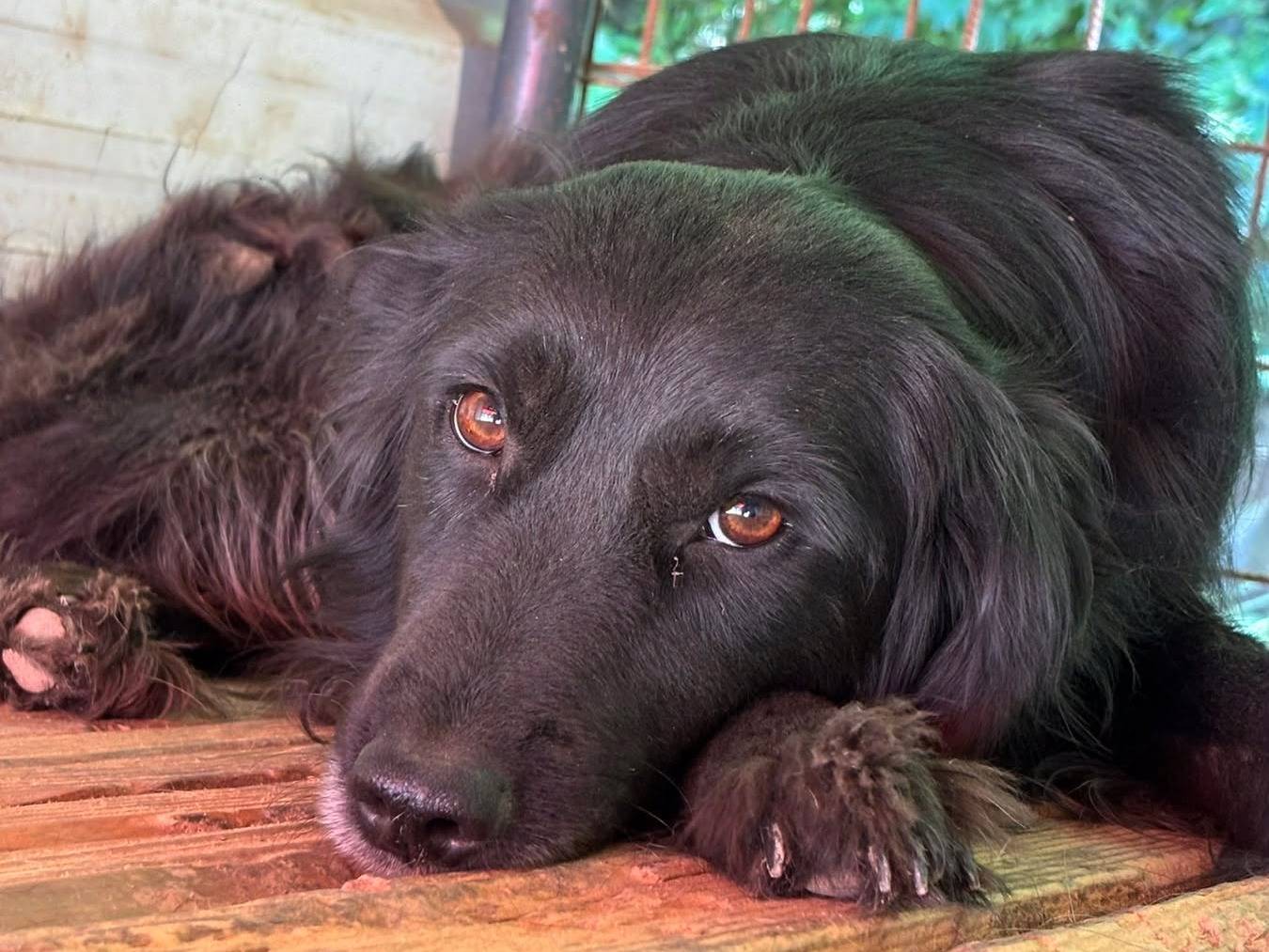 Adozione cane, femmina, Razza sconosciuta Razza sconosciuta, 2 anni e 11 mesi, taglia media, Firenze
