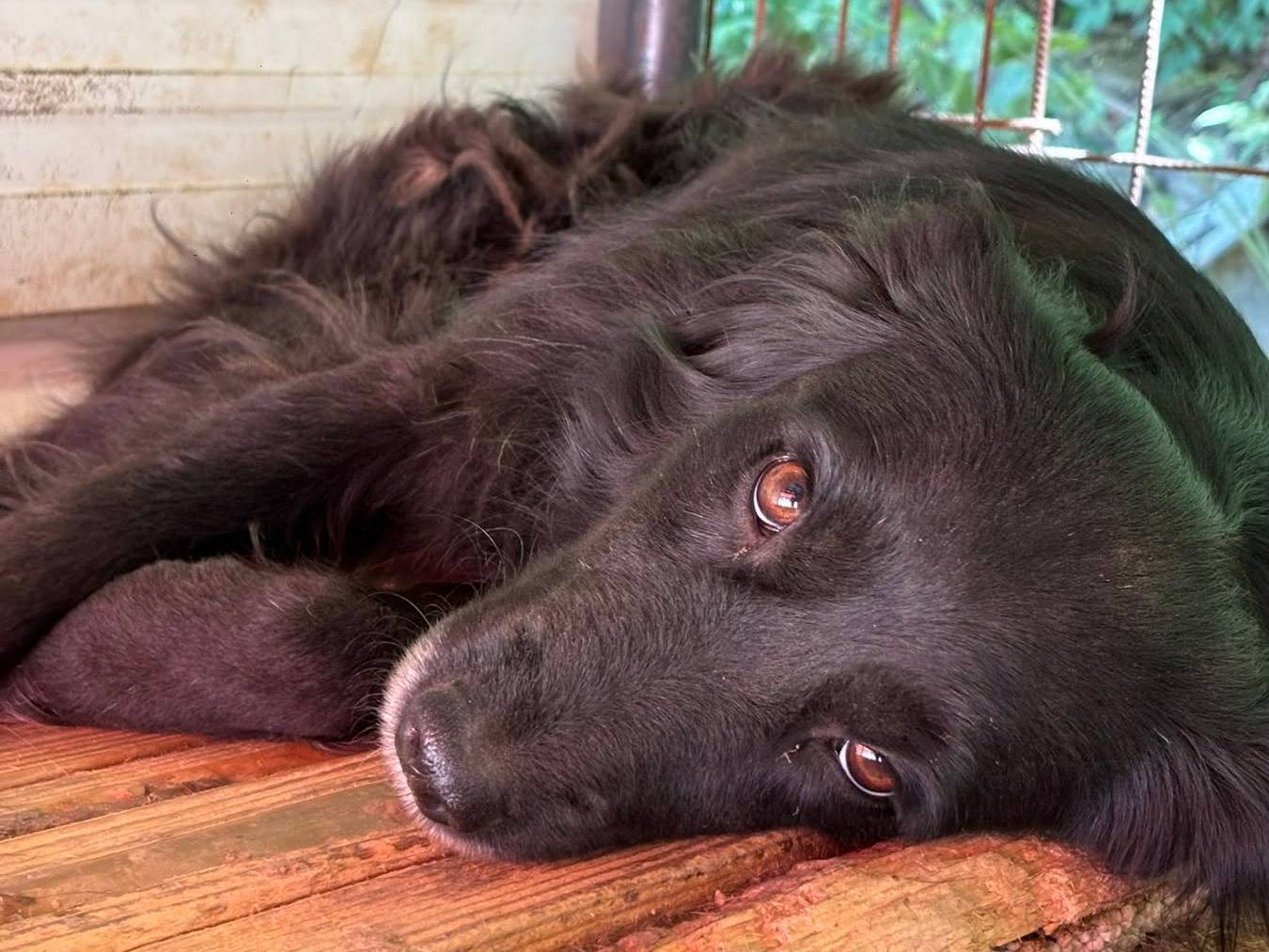 Adotta un cane, taglia media, femmina, Firenze