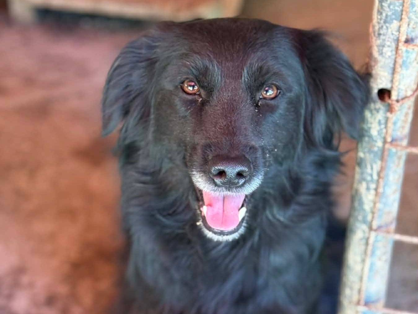 Vuoi adottare un cane a Firenze?