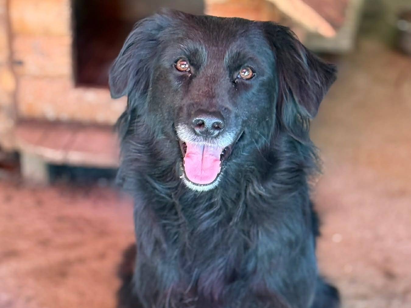 Adotta il cane LYBIA a Firenze