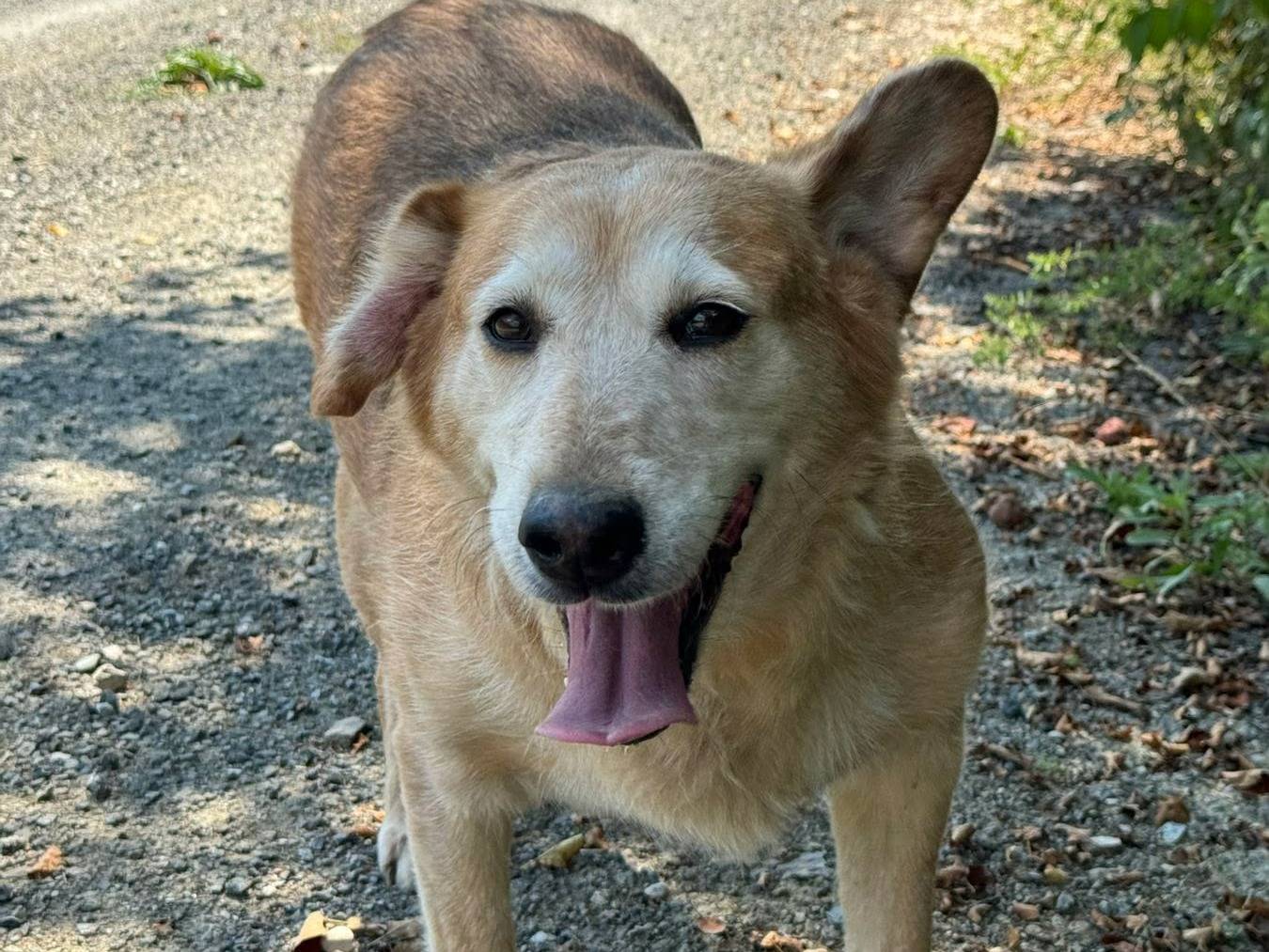 Vuoi adottare un cane a Firenze?
